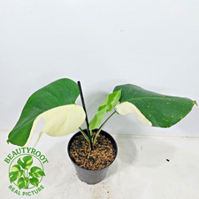 Actual Photo Monstera Albo Variegated Free Phyto