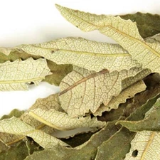 WholeSALE!! Wildcrafted Yerba Santa Leaf PREMIUM Dried Whole-4 oz, 1 lb.