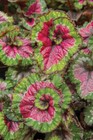 15+ Seeds ‘Paso Doble’ house plant- garden- flowers