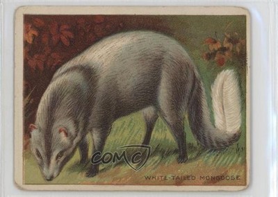 1909-11 Hassan Animals Series Tobacco T29 White-Tailed Mongoose 0l4h
