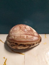 Conchiglia di ciprea tigre, o Cypraea Tigris