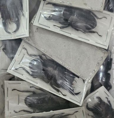 Lucanidae : Small Dorcus ritsemae ssp 30-49mm A1 Wild
