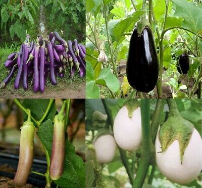 Aubergine Samen Black Lila Weisse Rund Purple Vegan Gemuse Bio Eggplant Ebay