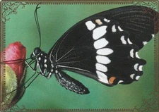 Modern-Wide-Linen-Butterflies-P6-Butterfly On Rosebud-Swap Playing Card
