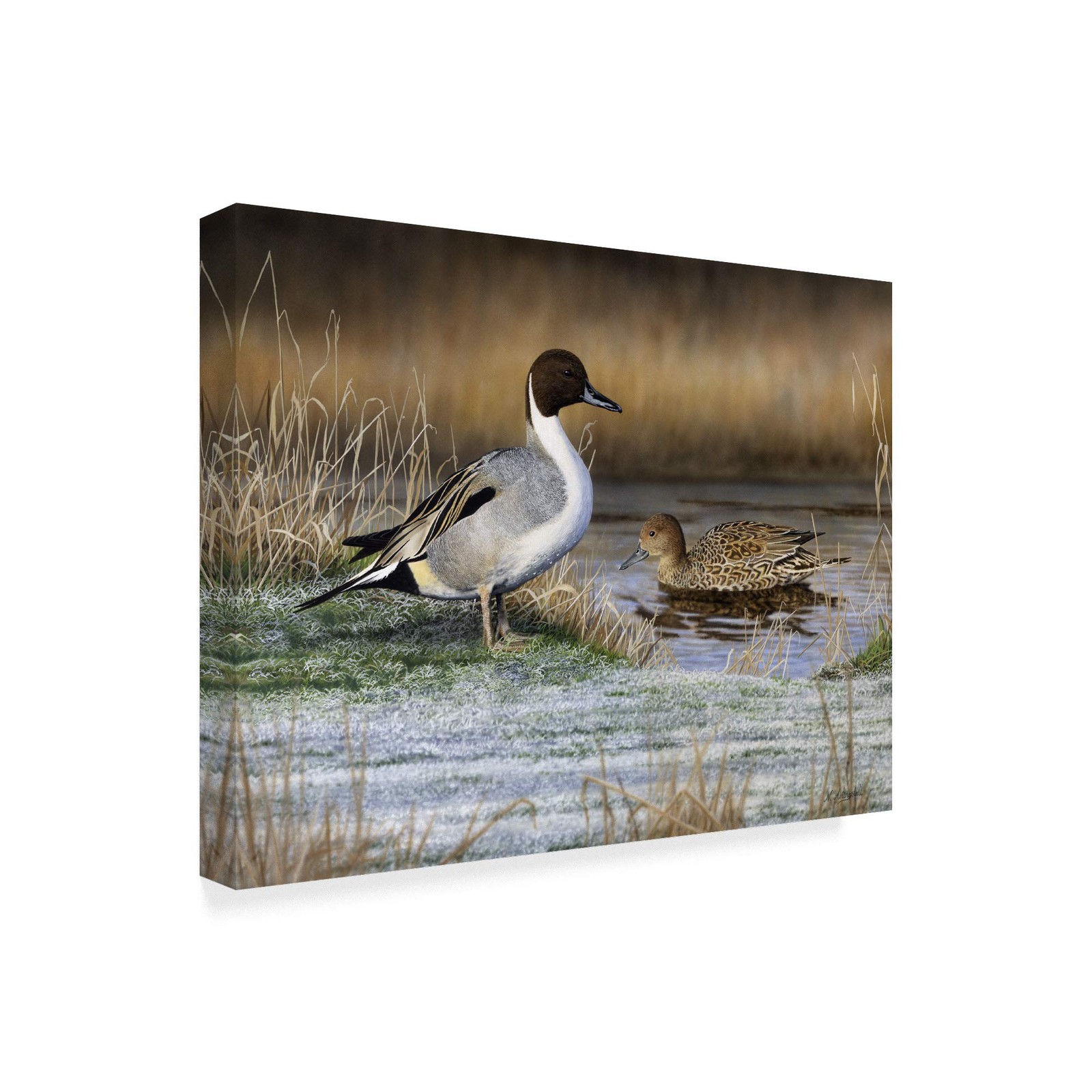 18x24-Inch Pintail Ducks Art Print by Nigel Artingstall Wildlife Wall Decor