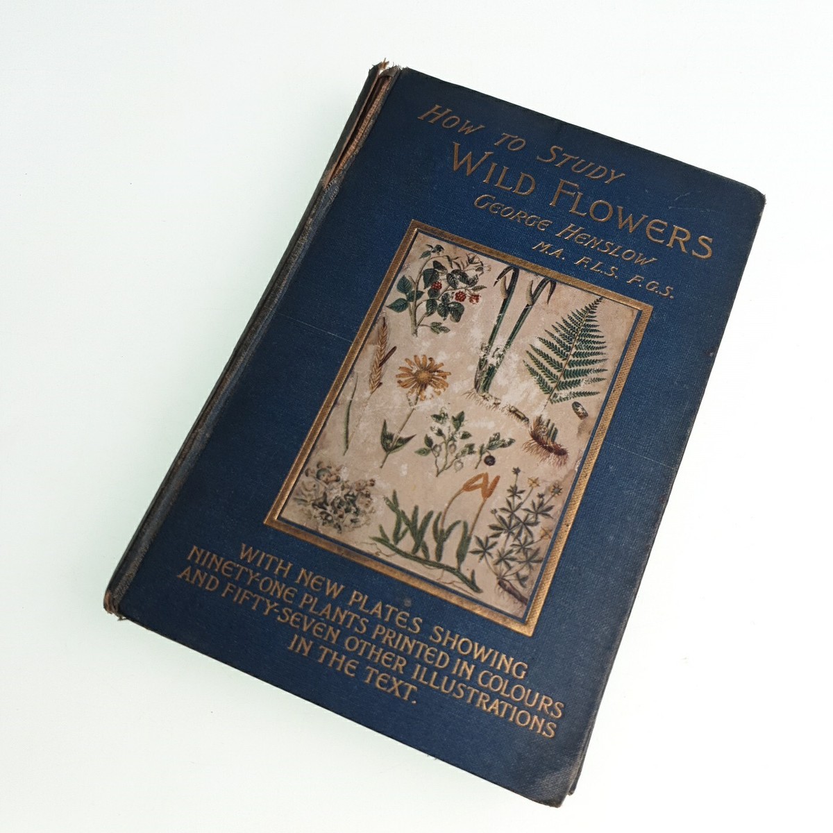 洋書 How to Study Wild Flowers 洋書 How to Study Wild Flowers How to study Wild Flowers. by
