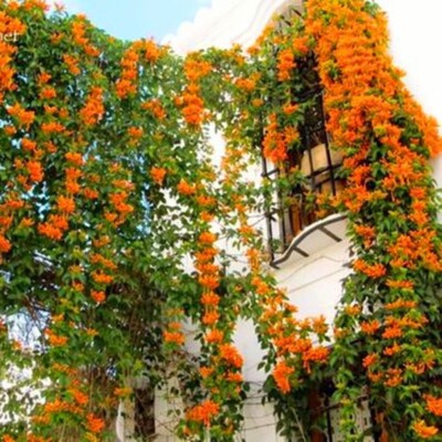 20 SEEDS Saffron Orange JASMINE rare flower exotic climber vine
