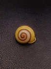 Megalacron klaarwateri land 23.1mm Sea shell. home collectors #16669