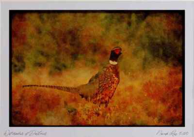 043074 Ring Neck Pheasant Watercolour Picture Ltd Ed A4