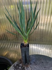 🌴Yucca gloriosa 55cm, Stammansatz winterhart -25  Palmlilie Palme  Recurvifolia