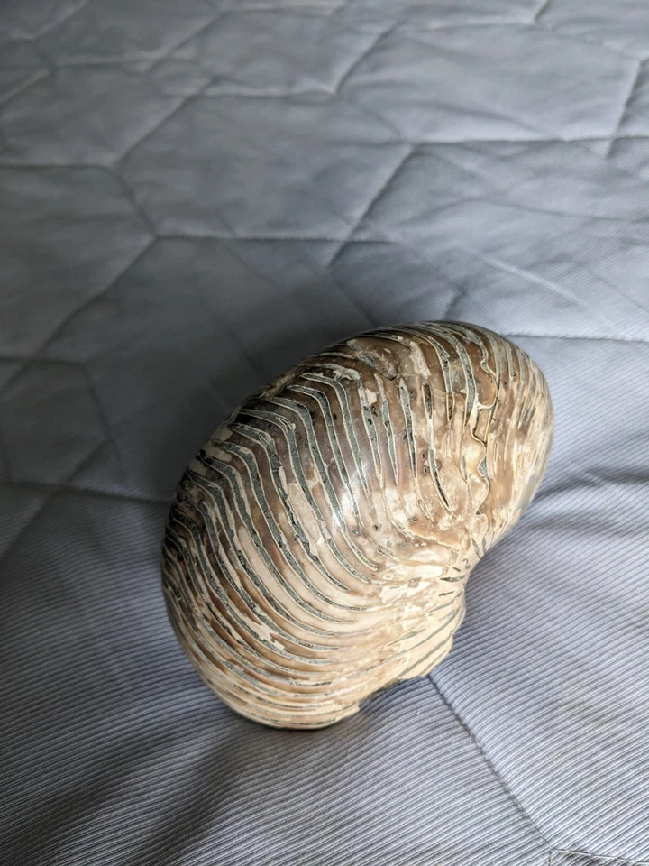 Vintage Large Fossil Shell found in a specialised shop in Edinburgh - Image 2 of 4