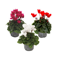 Florists' Cyclamen - 3 pcs. - Cyclamen persicum - Height