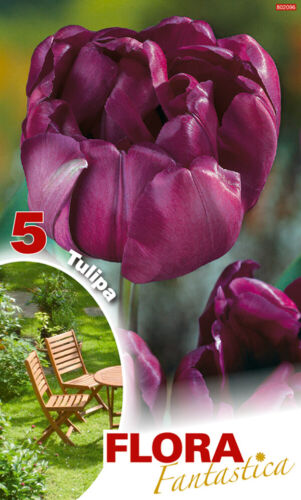 Flora Fantastica 802096 tulipano doppio blu (5 pezzi) (bulbi di tulipano) - Foto 1 di 1
