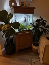 Aqua Oak Large Cube Aquarium 155 Litres - Maiden Head Aquatics