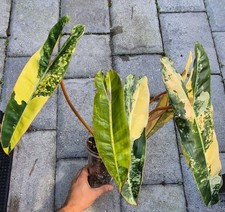 Philodendron Billietiae variegated. Exact Plant.