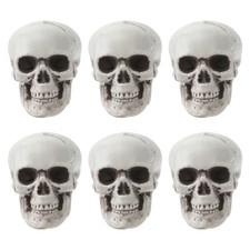 Realistic Human Skull Bone Model Small Skull Heads