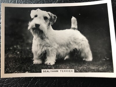 Dogs Senior Service Cigarette Cards