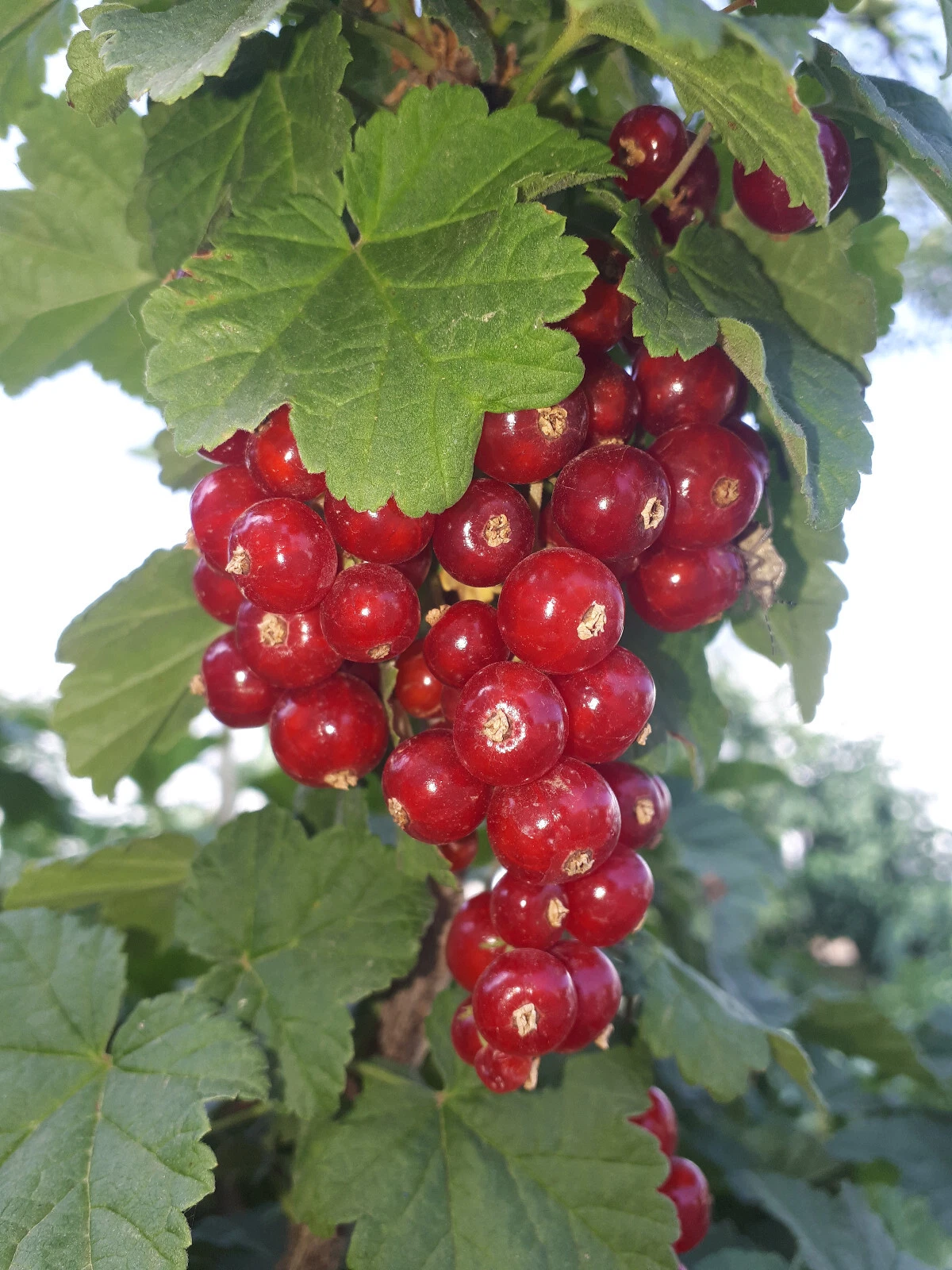 Foto 11 di 13