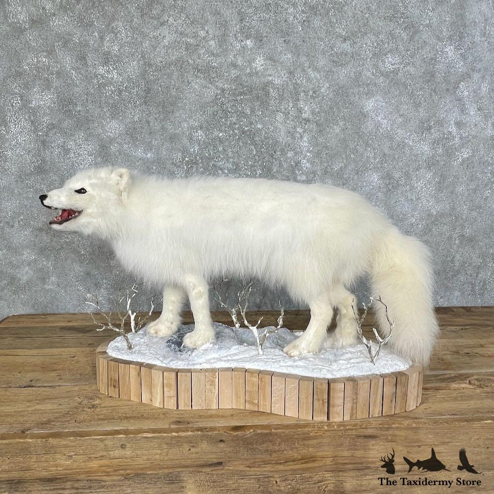 30537 P Arctic Fox Life-Size Taxidermy Mount For Sale