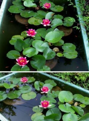 rote Seerose blühende Wasserpflanzen für den Teich Teichpflanzen Samen frisch
