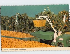 Postcard Florida Oranges by the Truckloads, Florida