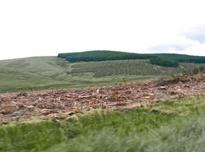 Photo A2 Clear felling Glenbreck ... And forestry replanting. c2016