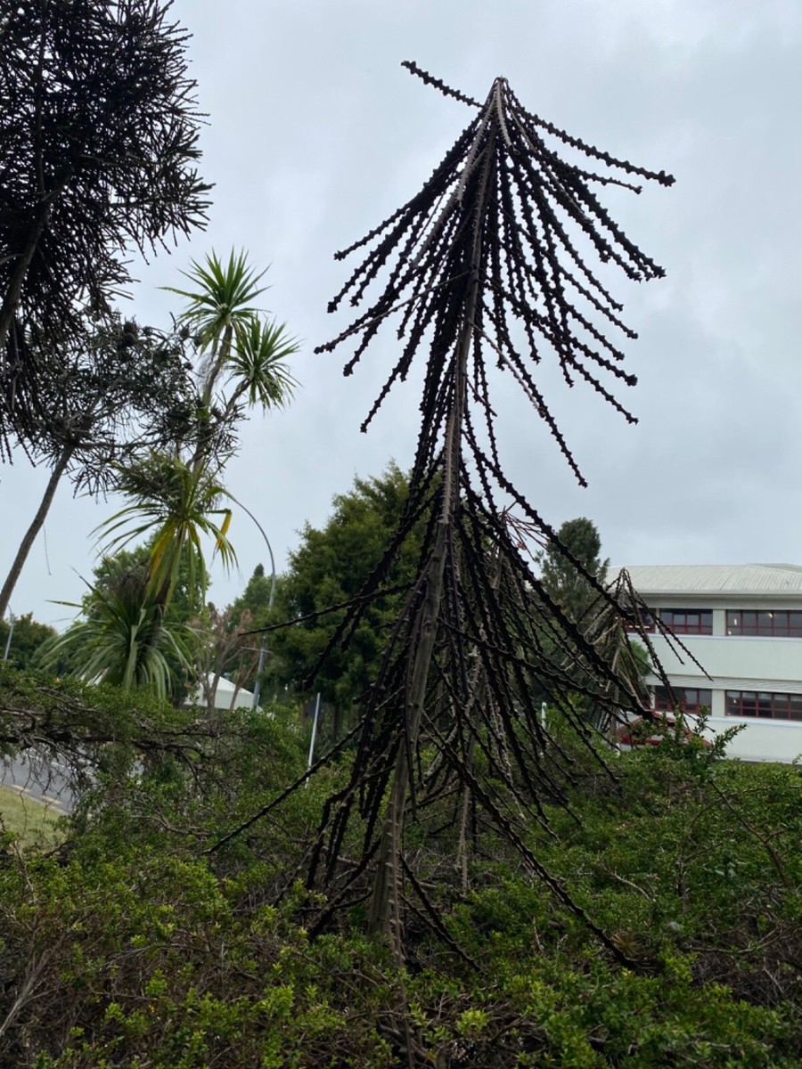 Pseudopanax ferox - 50 seeds - Fierce Lancewood | eBay