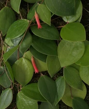 Oreanthes hypogaeus-gorgeous Neotropical Ericac, extremely rare- 1st US offer