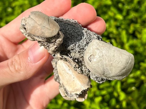 DOUBLE Florida Fossil Crabs in Matrix Ranilia Pliocene Crustacean with Echinoid - Picture 10 of 13
