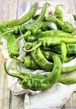 25+ Italian Long Hots Hot Pepper Seeds for Garden - USA - FREE SHIPPING!