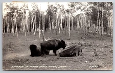 MN, Itasca State Park, Buffalo, Calf, Real Photo, RPPC Vintage Postcard