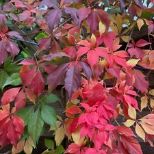 Virginia Creeper Tall - Climbing Plant Parthenocissus Quinquefolia inc Pot