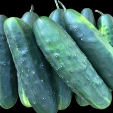 Space Master 80 Cucumber (slicer) Seeds   Free Shipping!