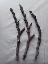 3 Fig Tree Fresh Unrooted Live Cuttings Sweet Red Fruit