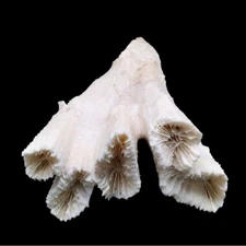 Genuine Colonial Branching Coral Specimen ~ 7" L x 4" W