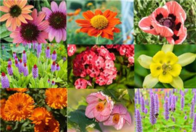 BLÜTENTEPPICH, StaudenSamen,mehrjährige Pflanze Samen Sammlung 10