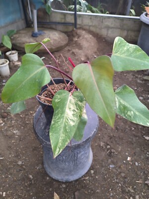 Real Pick Philodendron Strawberry Shake Variegated