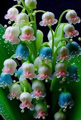 White & Blue Lily Of The Valley Seeds for Home Gardening 60-70