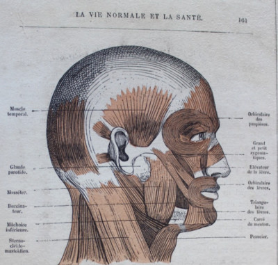 Antiker Holzstich anatomische Zeichnung Muskeln des Kopfes 19. Jahrhundert