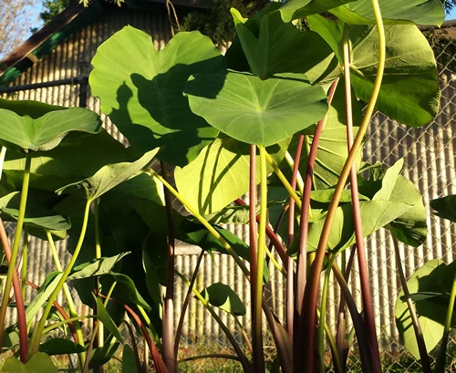 TARO - Fijian Purple-Green - the Most Delicious Variety from Fiji Island