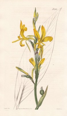 Canna Pedunculata Brasil Blumenrohr canna lily engraving Kupferstich Curtis 2323