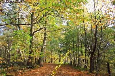 Foto 6x4 Herbst im Delamere Wald Manley Common Delamere, was bedeutet & c2015
