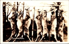 Real Photo Postcard Deer Hanging During Hunting Season in Grayling, Michigan