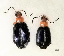 Carabidae Lebia atriventris 5-7mm A1 or A1- from CANADA - RARE - 2 pcs - #0800