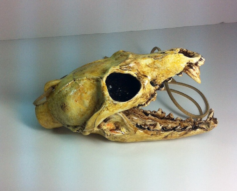 Fischio Della Morte Azteco Maya - Carnivoro Urlante Italia