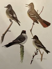 Olive Sided Crested Flycatcher Phoebe Kingbird Plate Print Louis Agassiz Fuertes
