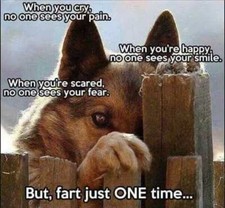 German Shepherd refrigerator magnet 3 1/2 x 3 1/2 