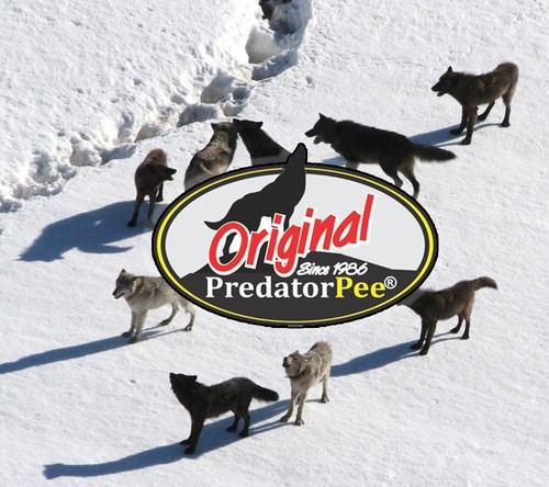 Predator Pee 100% Wolf Urine - Territorial Marking Scent - Creates Illusion - Picture 2 of 2