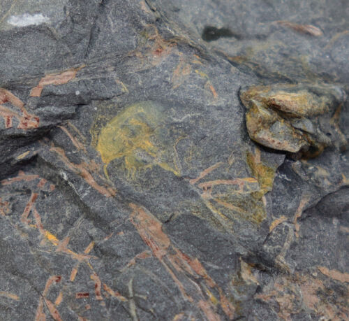 Coda di spada, Euproops bifidus, carbonio, Vestfalia, Piesberg, Germania - c952 - Foto 3 di 5
