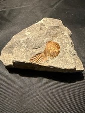 Fossil Shell in Matrix &ndash; Marine Bivalve Fossil Specimen